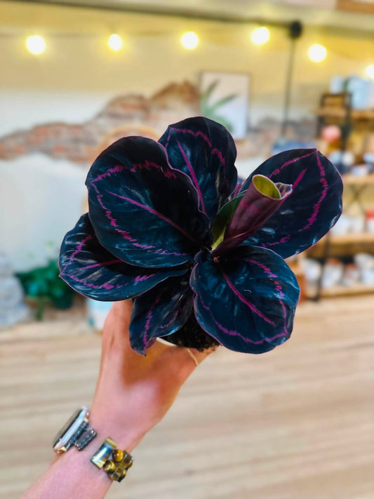4" Calathea Dottie
