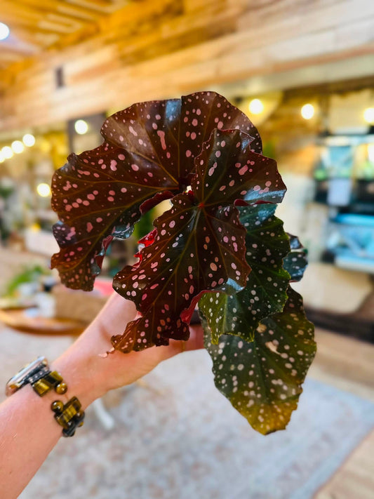 4" Begonia Cracklin Rosie