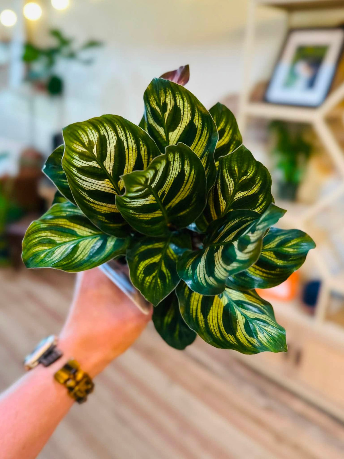 4" Peacock Plant