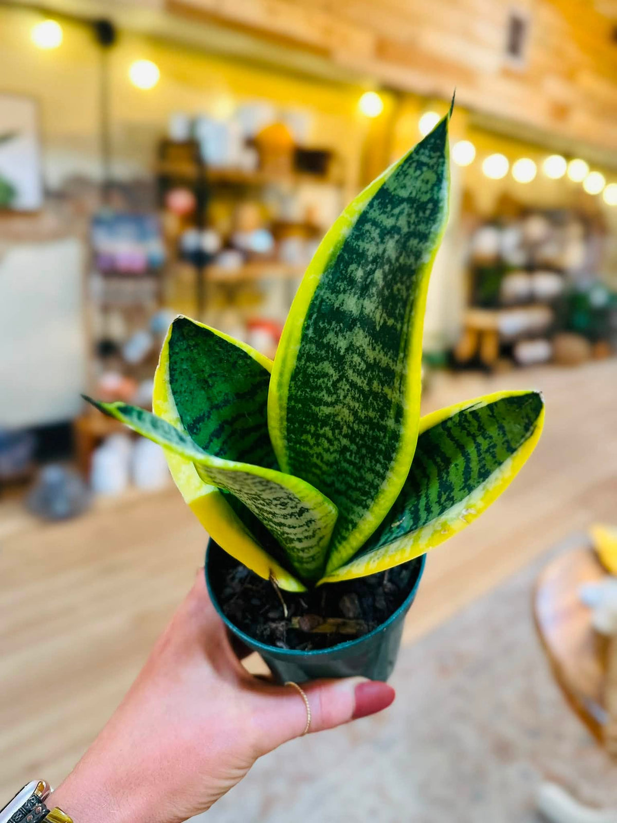 4" Futura Superba Snake Plant