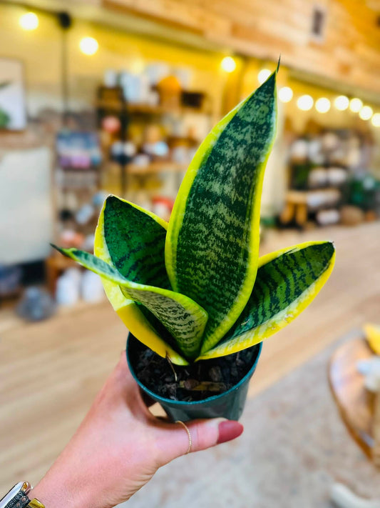 4" Futura Superba Snake Plant