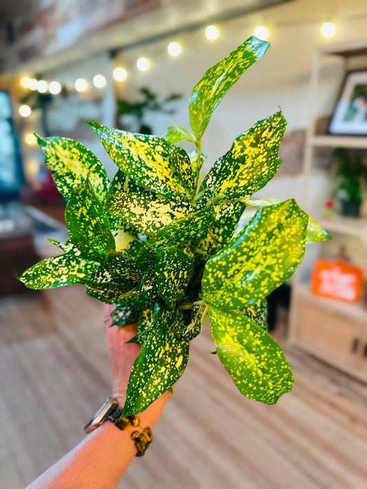 4" Dracaena Florida Beauty