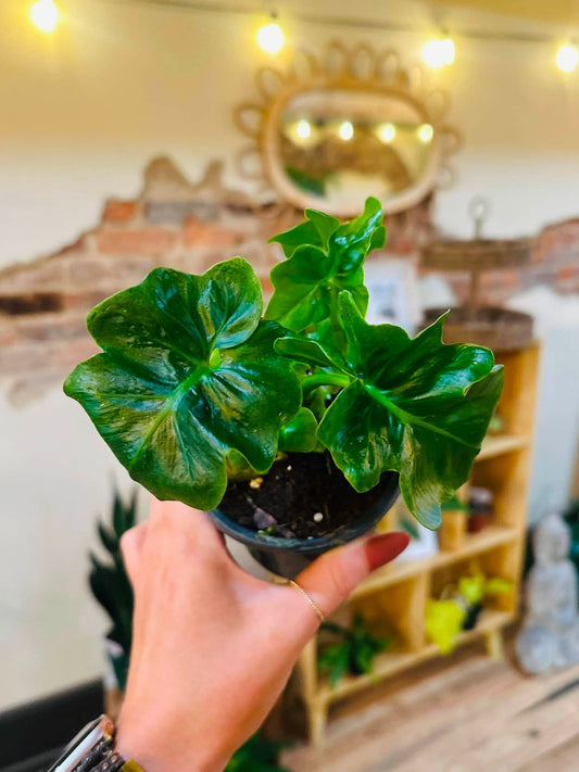 4" Philodendron Atom