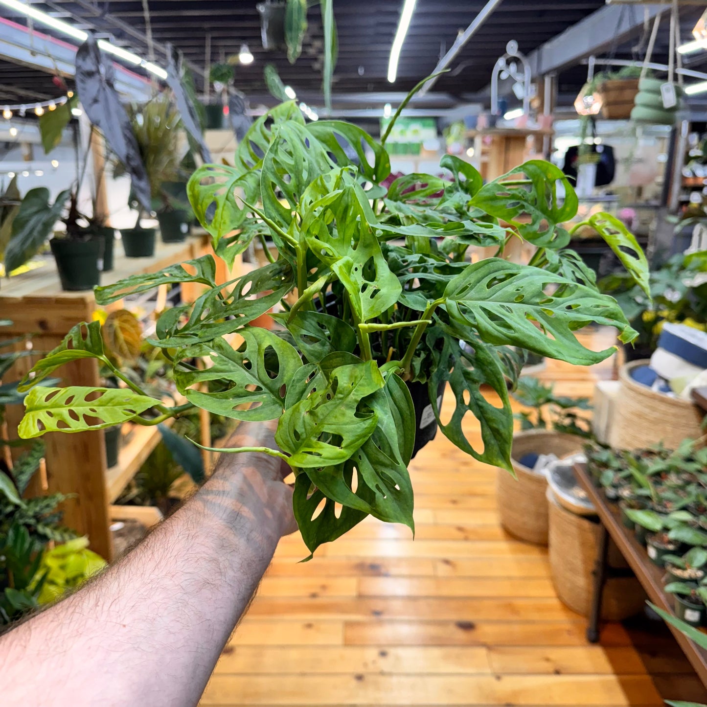 Monstera Swiss Cheese