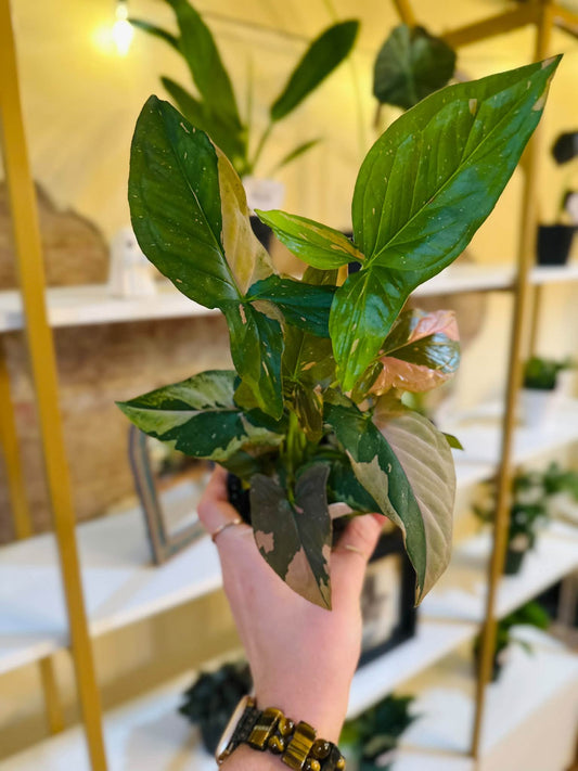 4" Syngonium Pink Splash