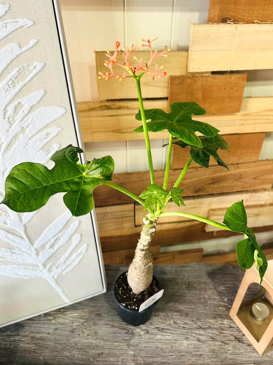 4" Buddha Belly