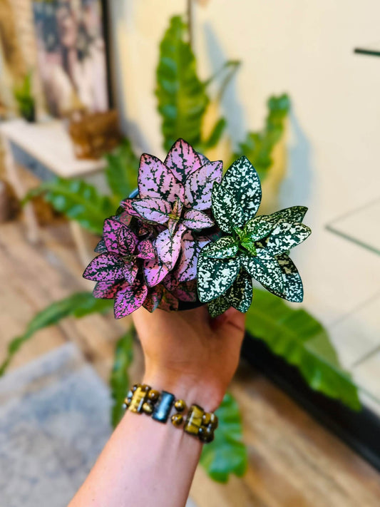 4" Polka Dot Mix