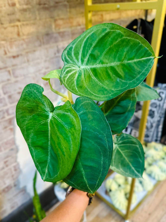 4" Syngonium Ice Frost