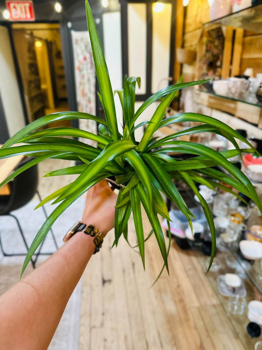 4" Hawaiian Spider Plant