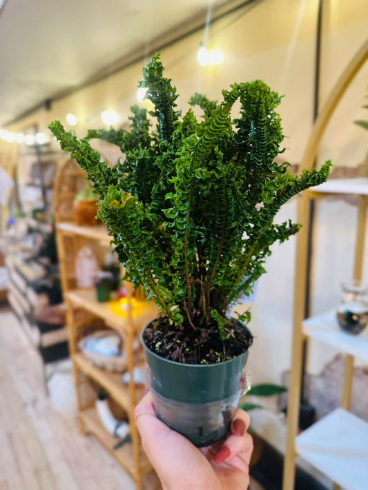 4" Curly Boston Fern