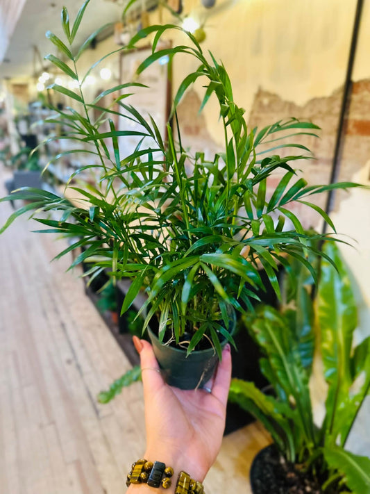 4" Parlor Palm