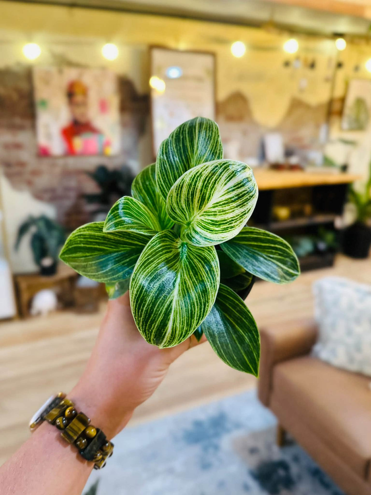 4" Philodendron White Measure