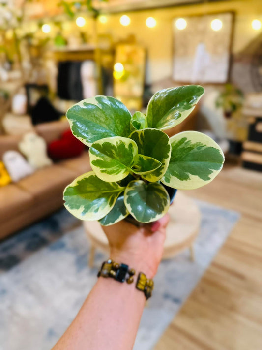 4" Variegated Baby Rubber Plant
