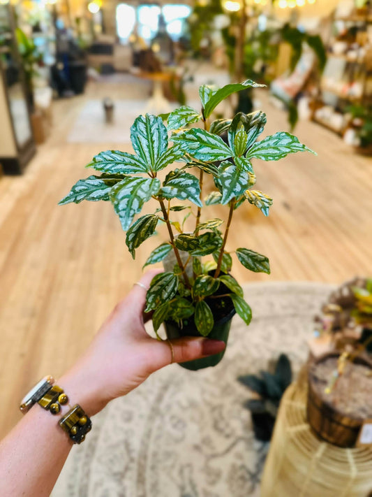 4" Pilea Aluminum