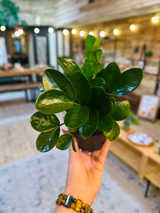5" ZZ Midori