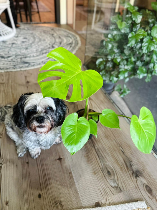 6" Monstera Lemon Lime