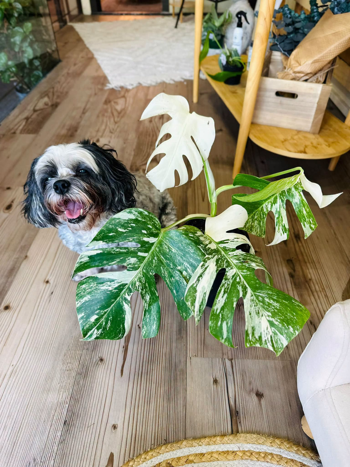 6" Monstera Borsigiana Albo
