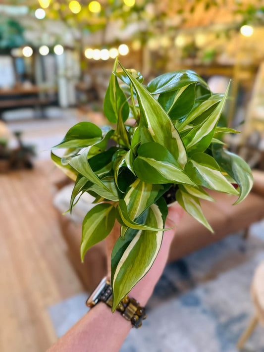 4" Philodendron Silver Stripe
