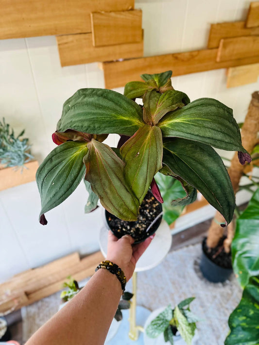 6" Medinilla Gregori Hambali