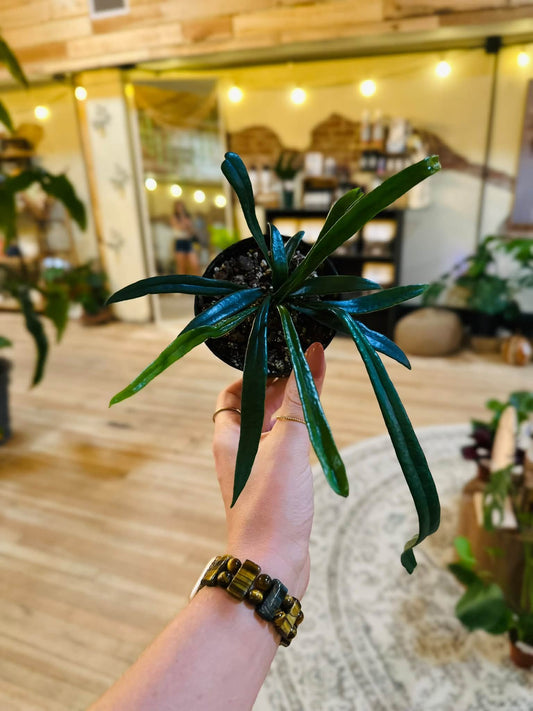 4" Blue Oil Fern