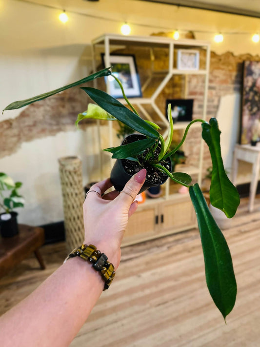 4" Philodendron Joepii