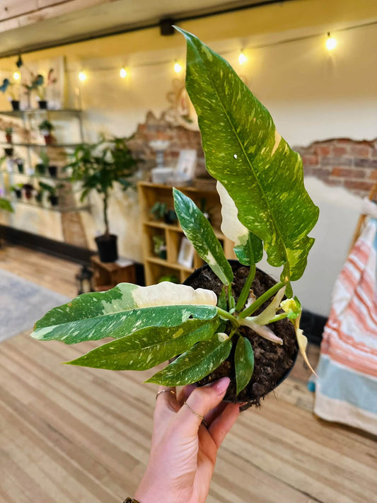 4" Philodendron Ring of Fire