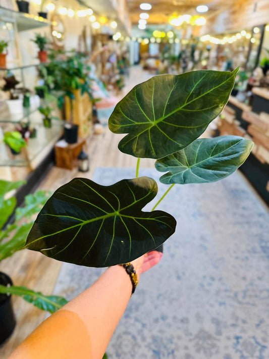 4" Alocasia Regal Shield