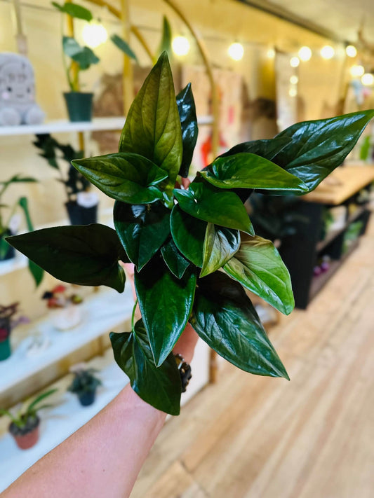 4" Syngonium Red Arrow