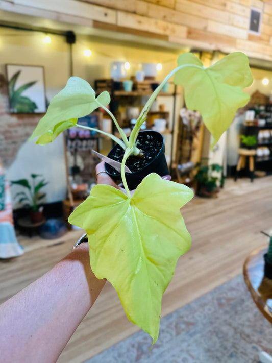 4" Philodendron Warscewiczii Aurea