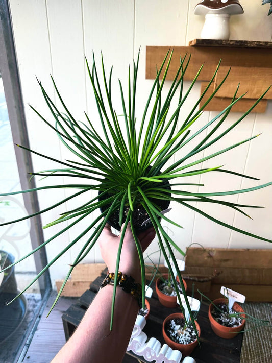 6" Twin Flowered Agave