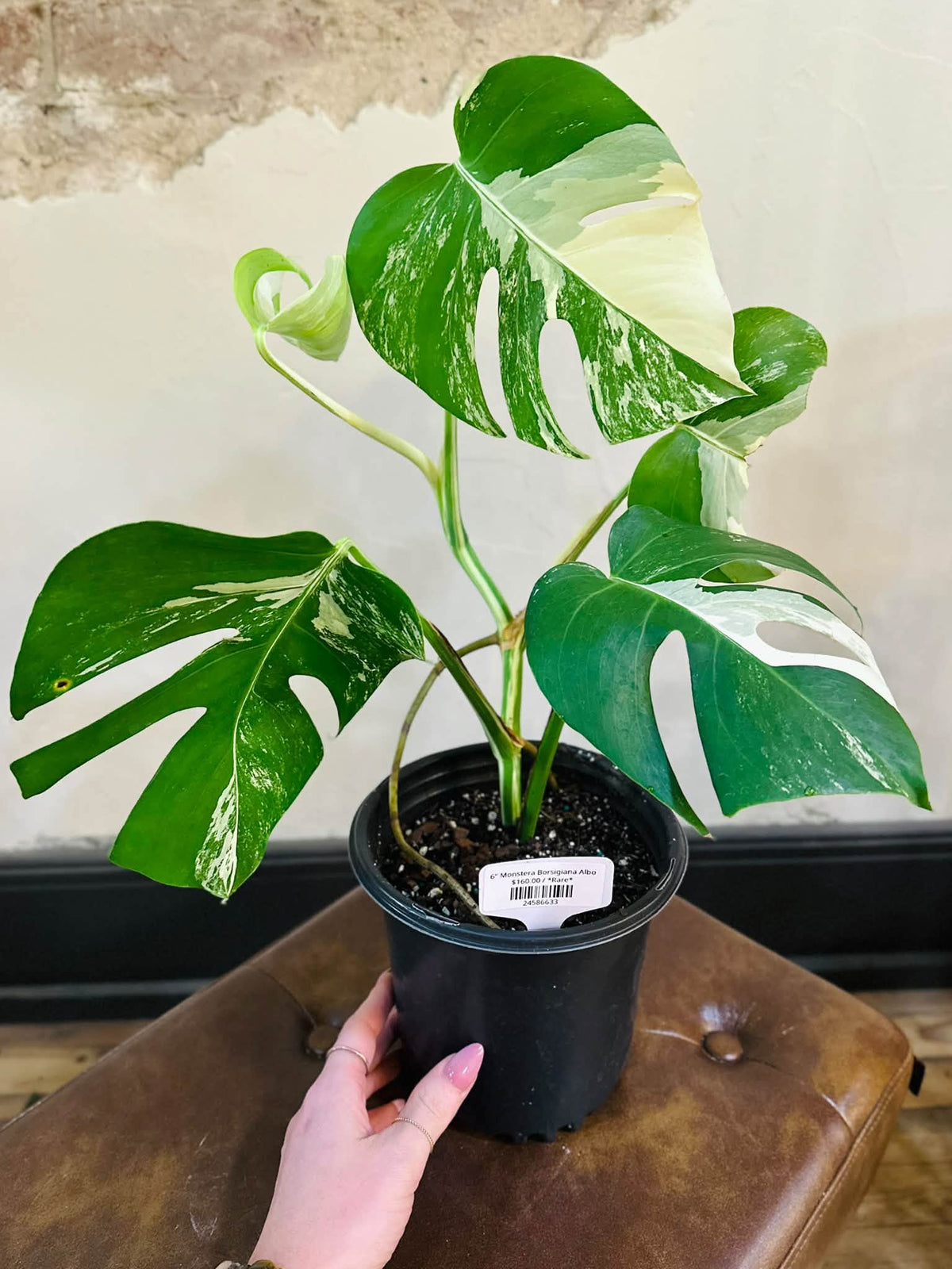 6" Monstera Borsigiana Albo