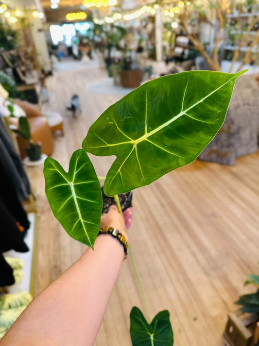 4" Alocasia Frydek
