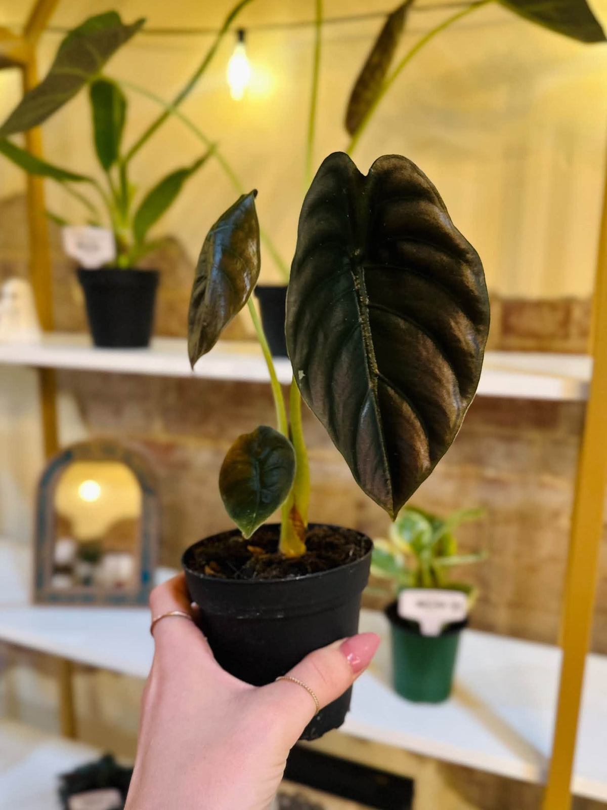 4" Alocasia Cuprea Red Secret