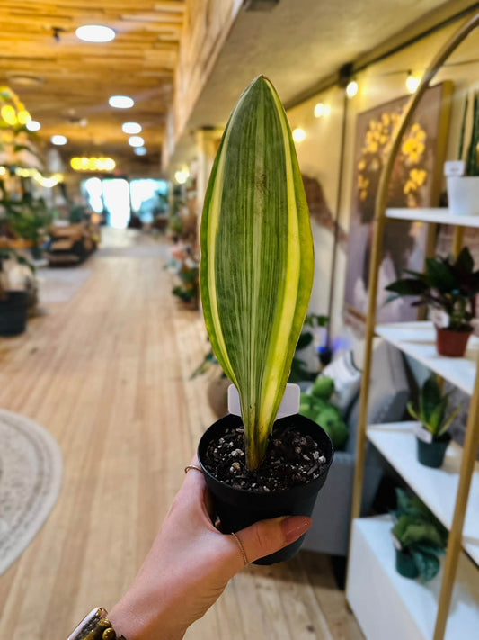 5" Variegated Whale Fin Snake Plant