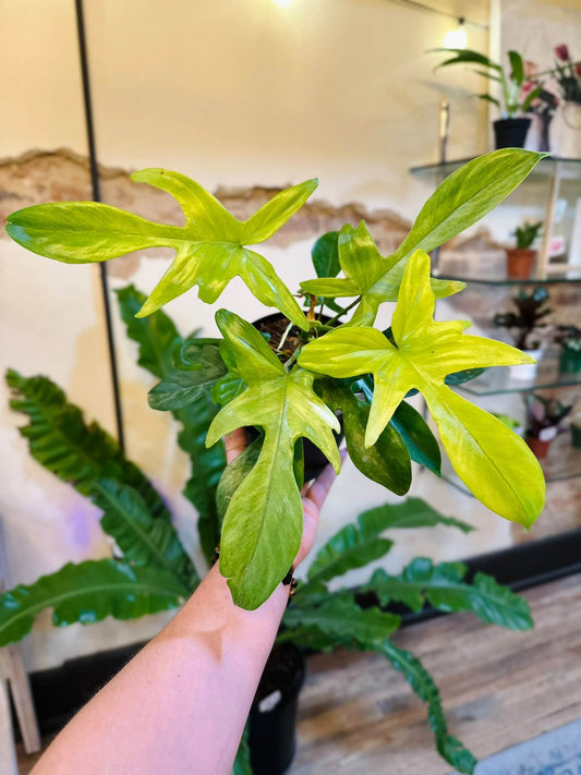 6" Philodendron Florida Ghost