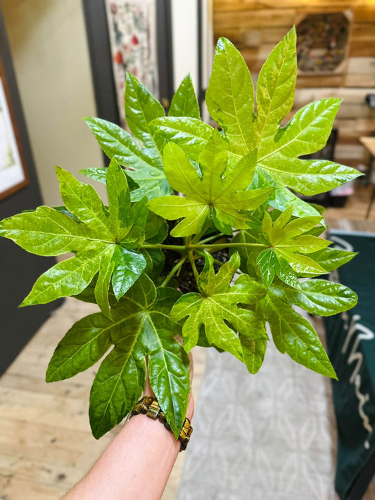 6" Fatsia Camoflauge