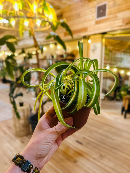 4" Bonnie Spider Plant