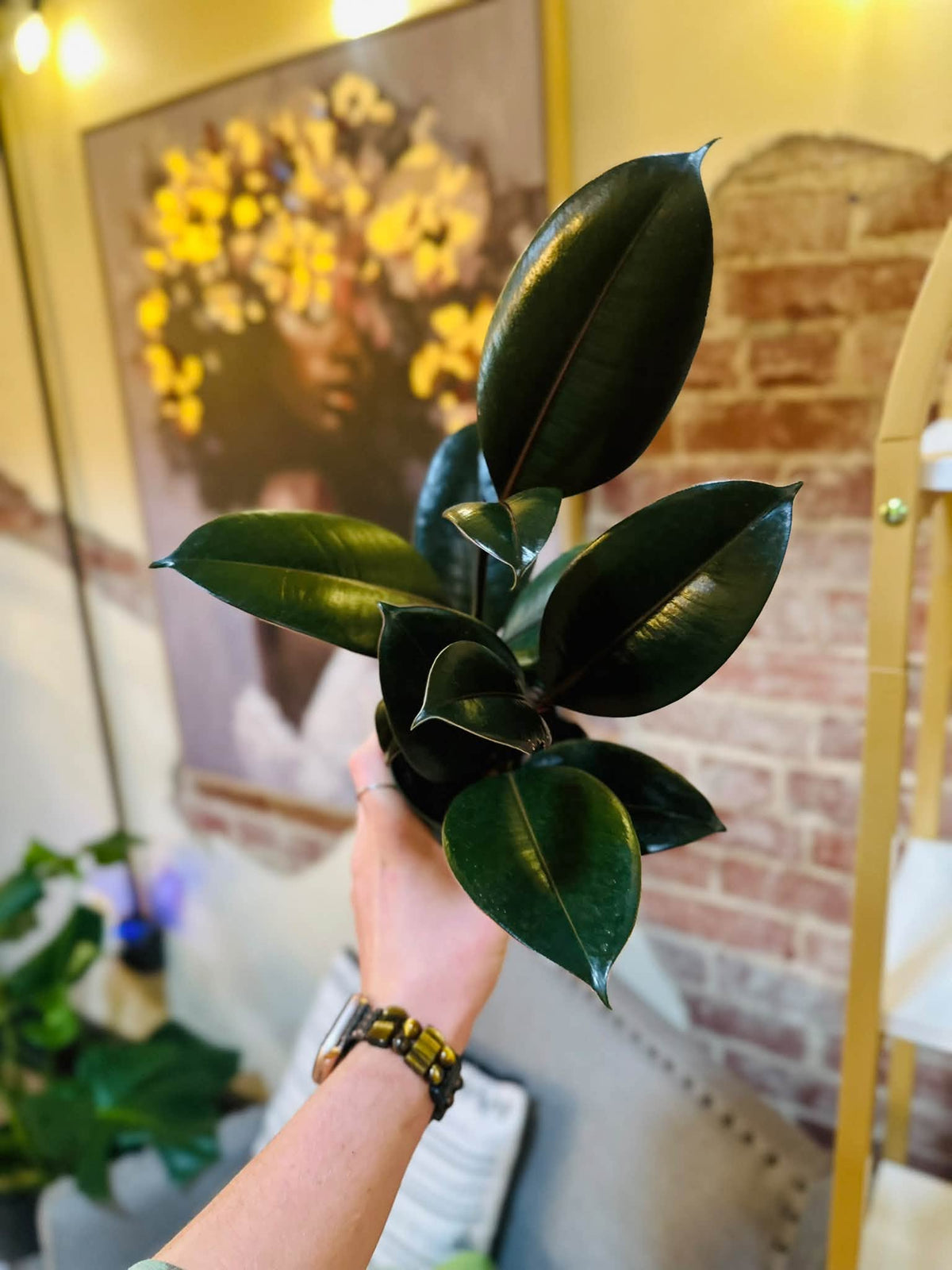 4" Ficus Burgundy