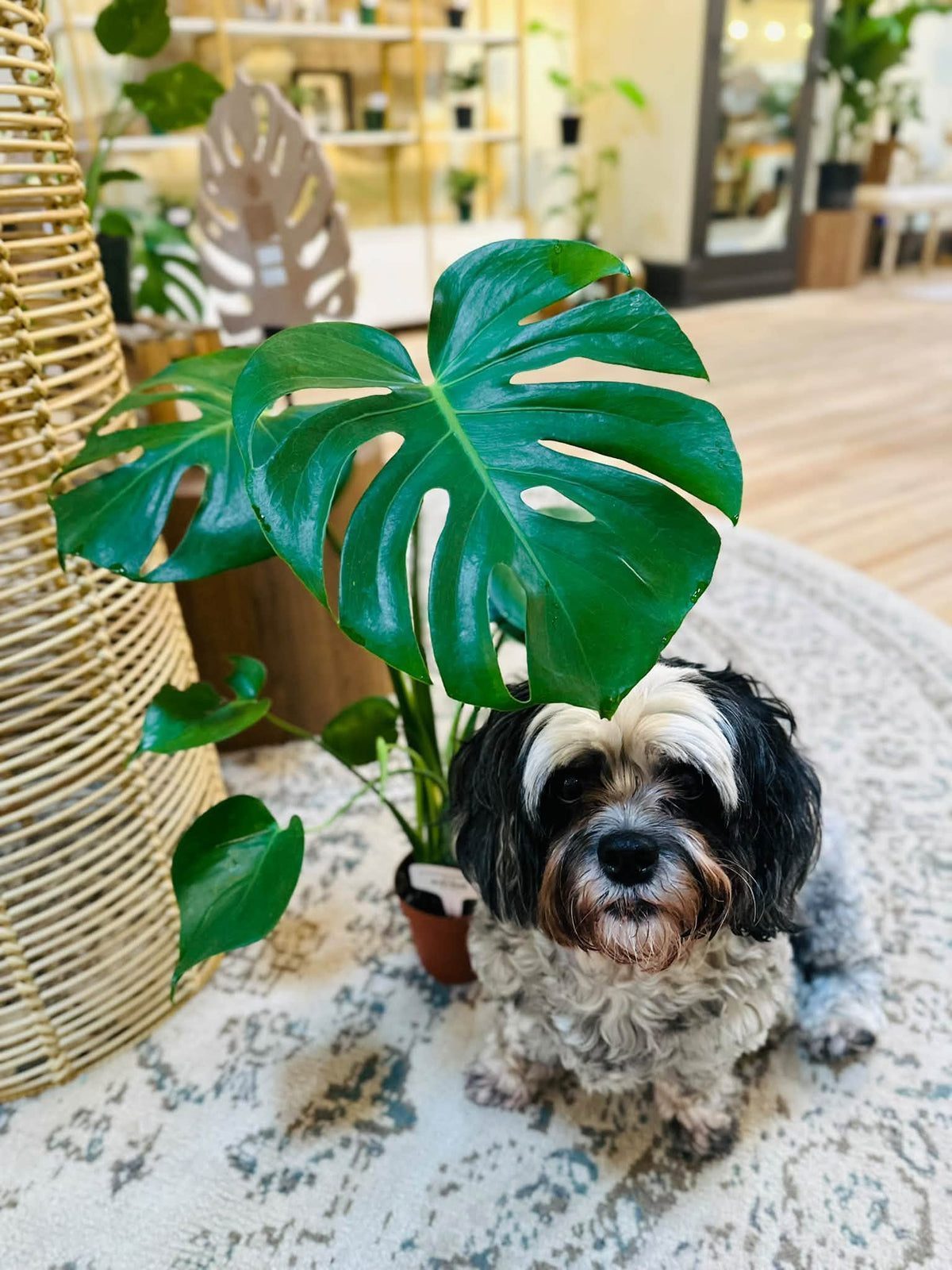 4" Monstera Deliciosa