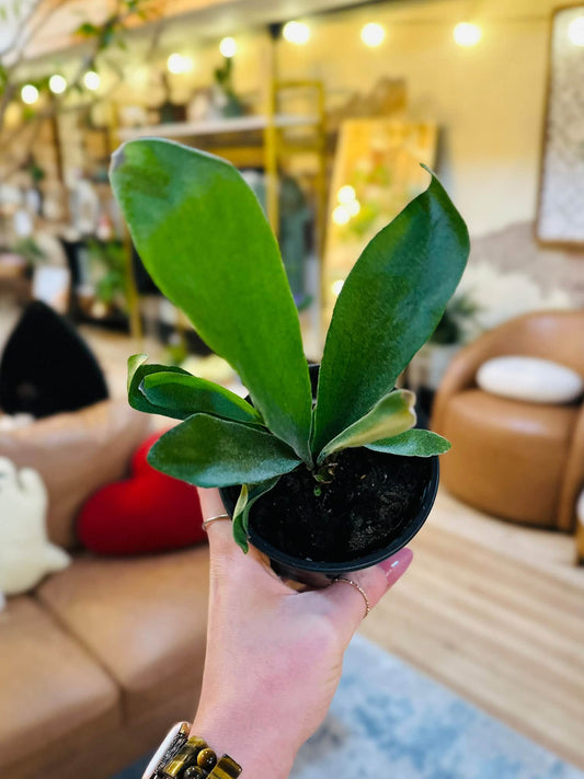 4" Staghorn Fern