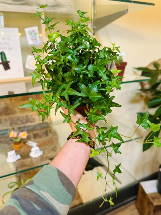 6" English Ivy