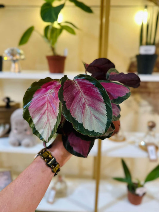 4" Calathea Rosy