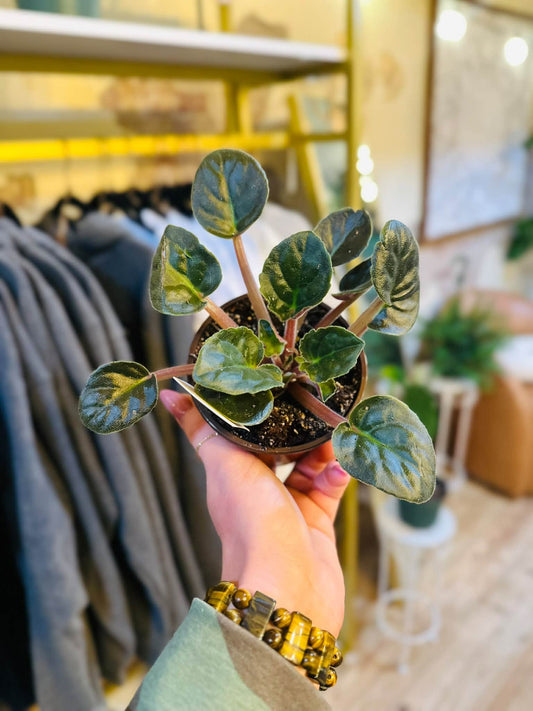 4" African Violet No Blooms