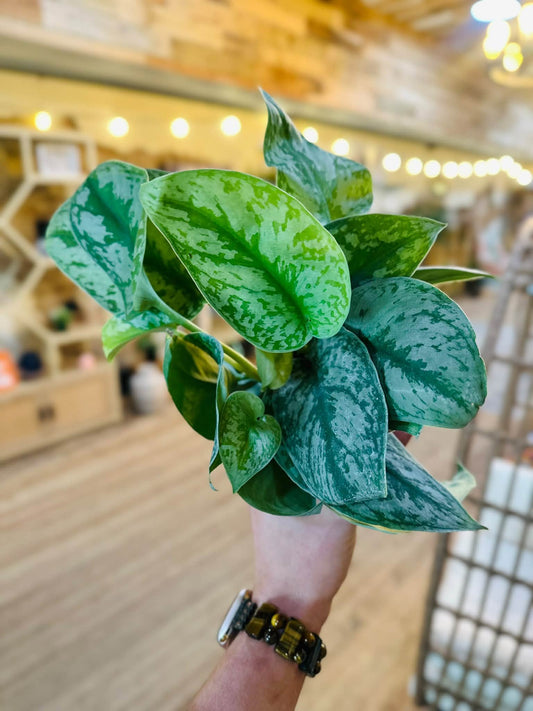 4" Scindapsus Exotica
