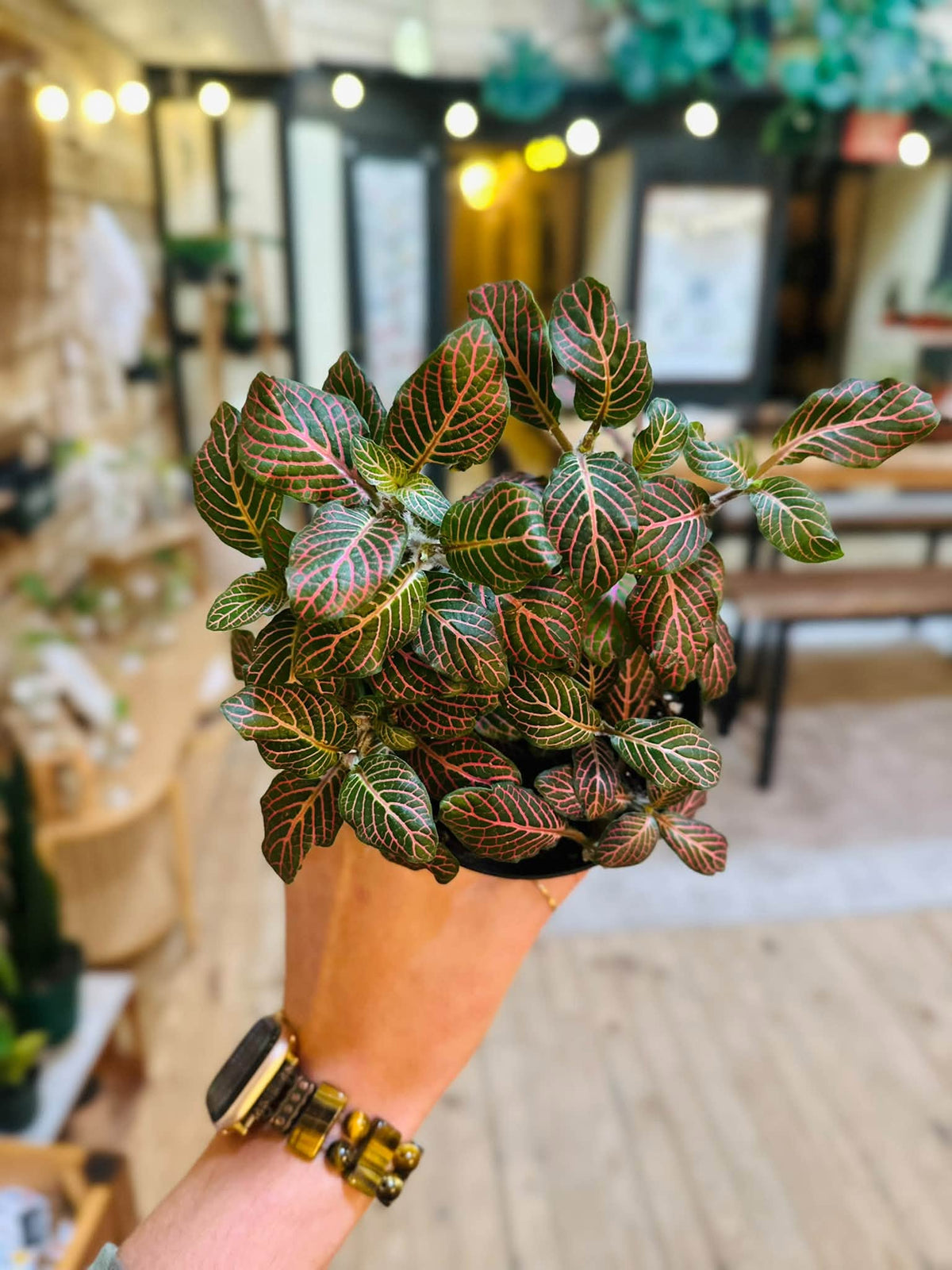 4" Pink Fittonia