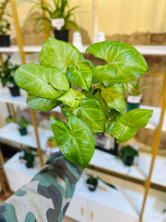 4" Syngonium