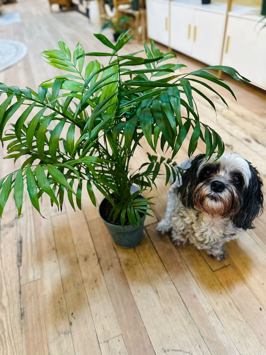 6" Cat Palm