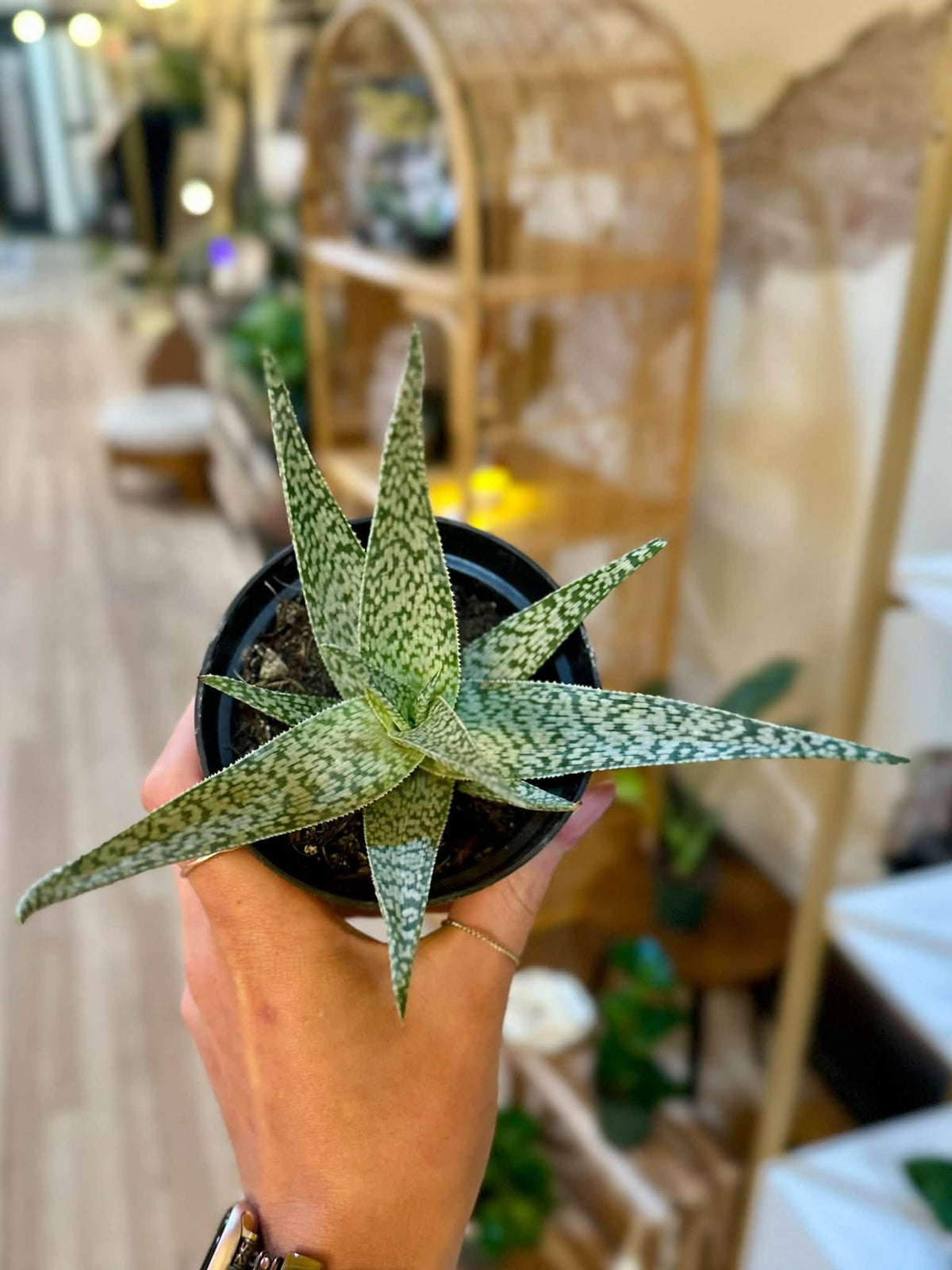 4" Aloe White Beauty