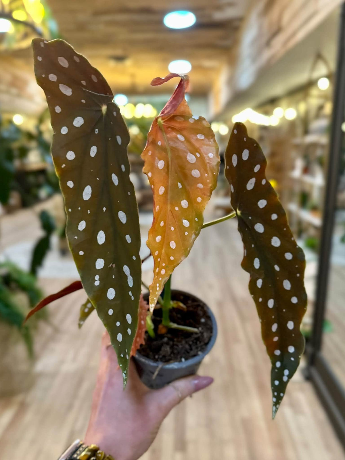 4" Begonia Maculata
