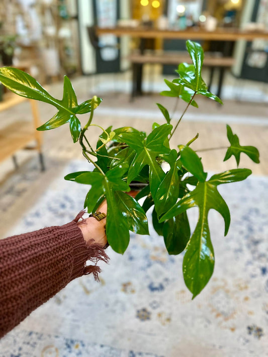 6" Philodendron Florida Green